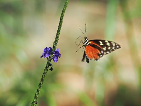 Butterfly #14