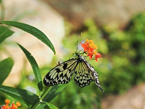 Butterfly #15