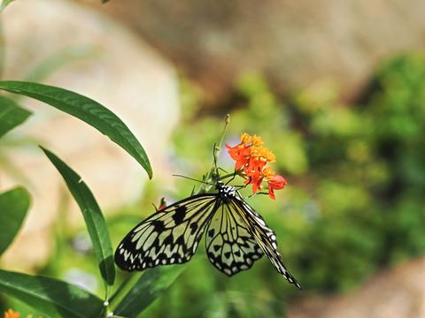 Butterfly #16