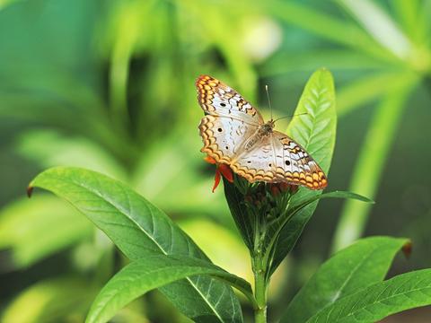 Butterfly #17