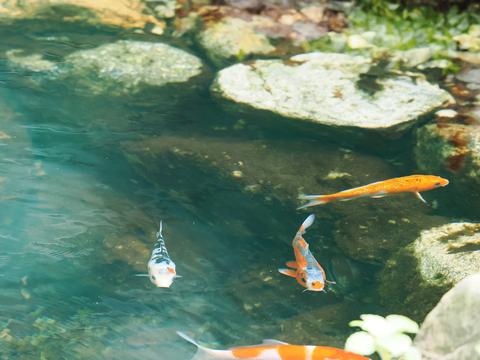 Koi #2