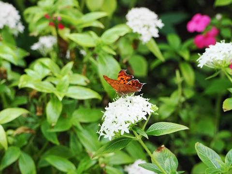 Butterfly #18