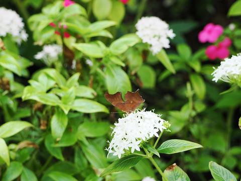Butterfly #19