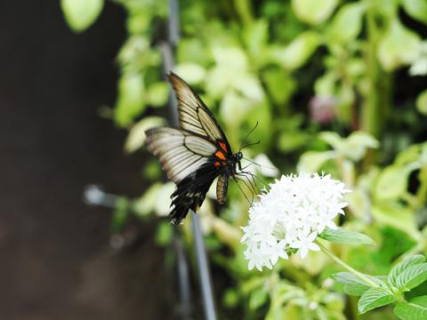 Butterfly #21