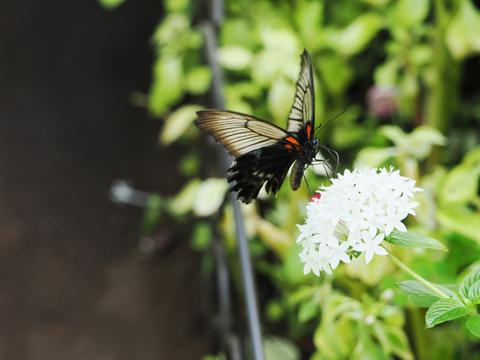 Butterfly #22