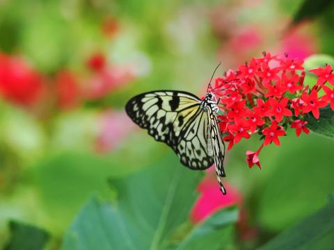 Butterfly #23