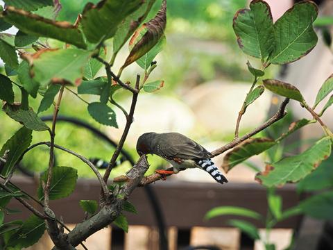 Bird