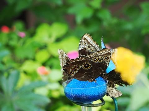 Butterflies #2