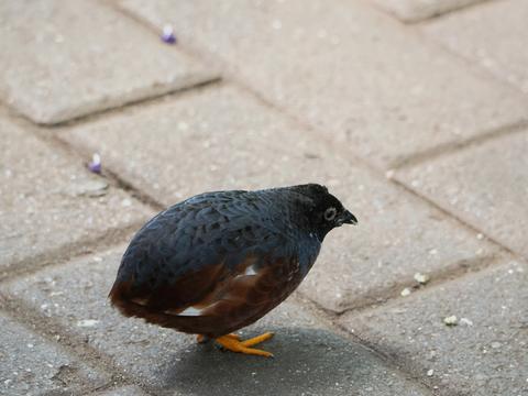 Bird #2