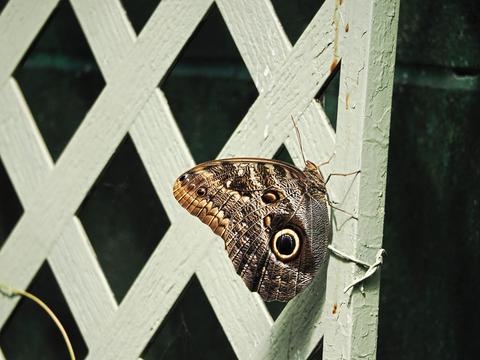 Butterfly #25