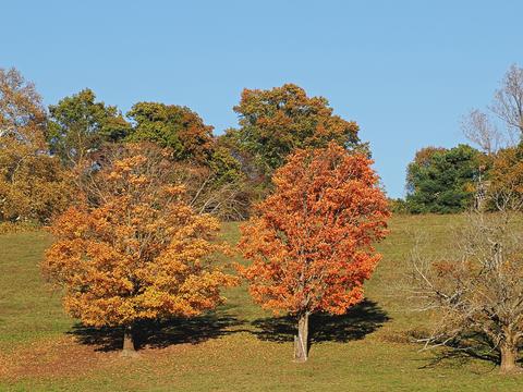 Fall in Groton, Massachusetts #3