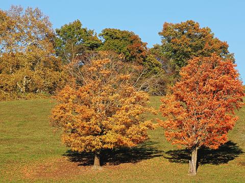 Fall in Groton, Massachusetts #5