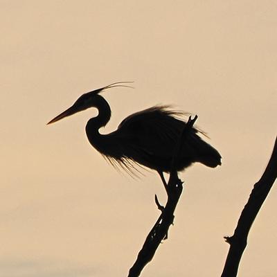 Shawdow of a Great Blue Heron