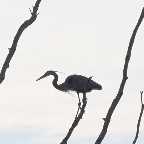 Great Blue Heron