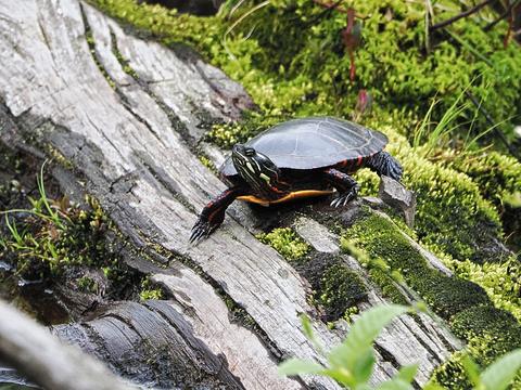 Turtle #2