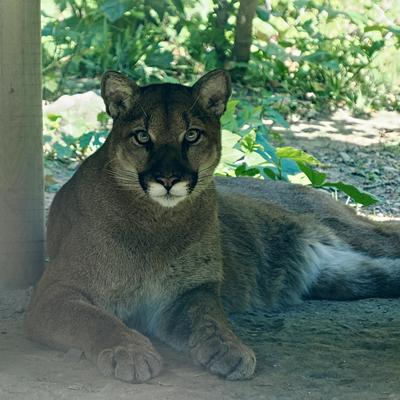 Cougar