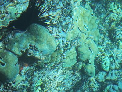 Ocean floor