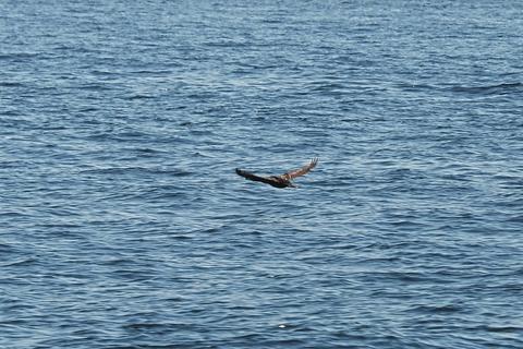 Flying bird