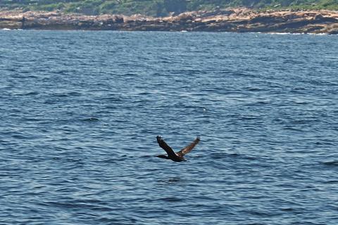 Flying bird #2