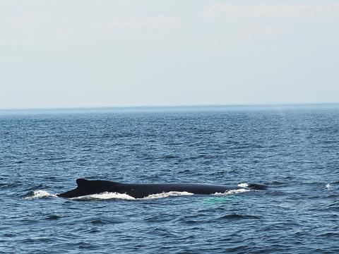 Whale