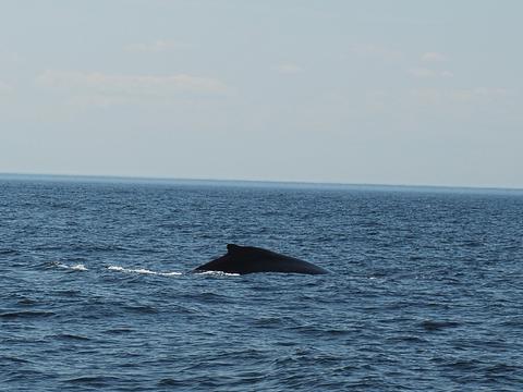 Whale #2