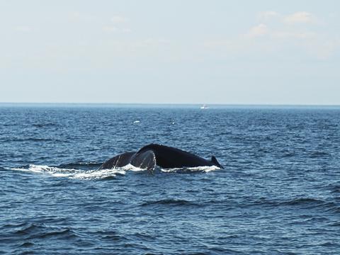 Whale tail
