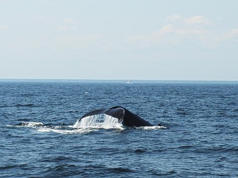 Whale tail #2
