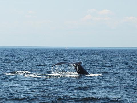 Whale tail #3