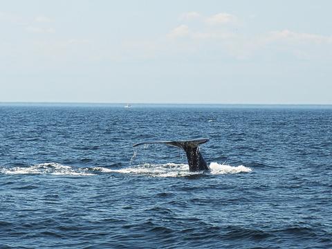 Whale tail #4