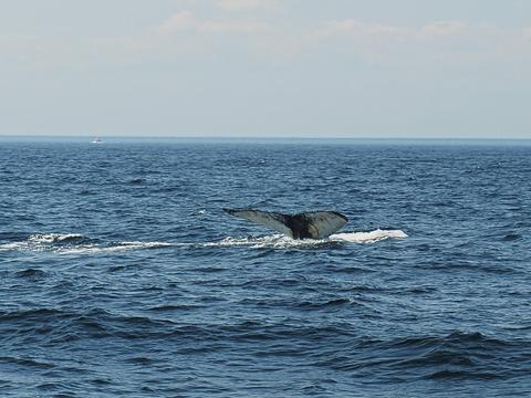 Whale tail #6