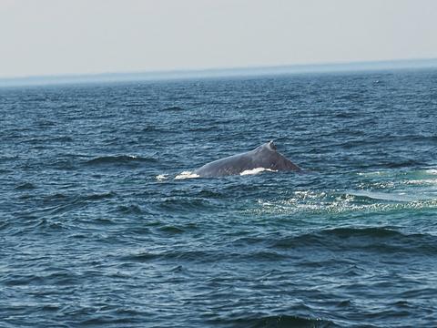 Whale #3