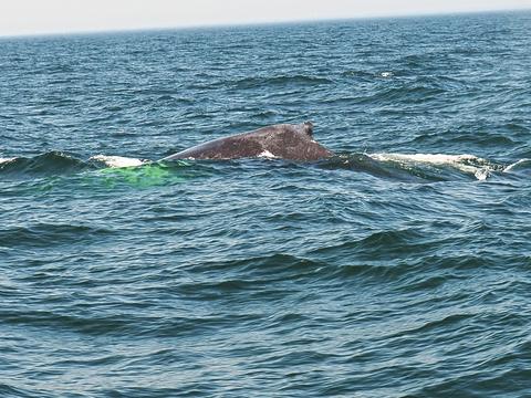 Whale #4