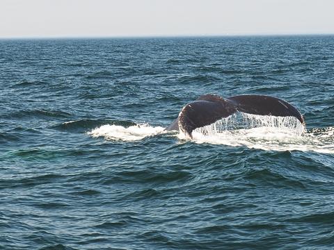Whale tail #7