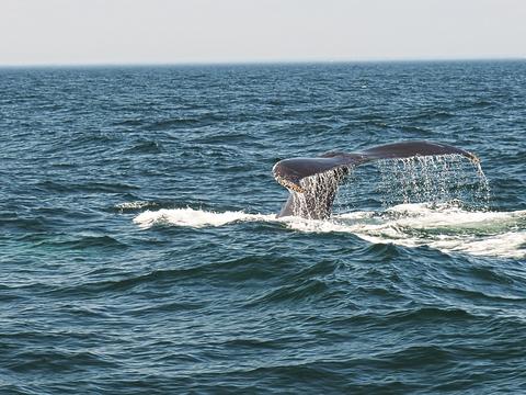 Whale tail #8