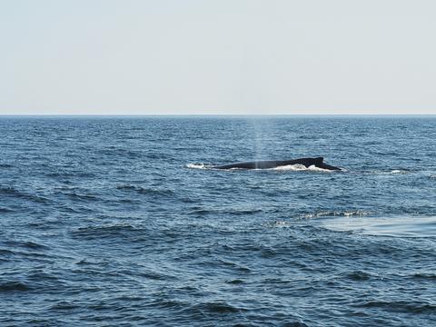 Whale #5