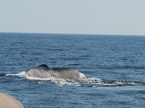 Whale tail #13