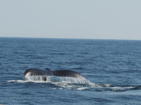 Whale tail #14
