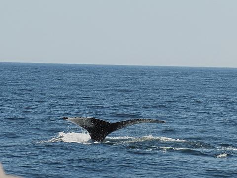Whale tail #16