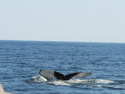 Whale tail #17