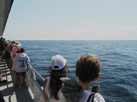 Looking for whales