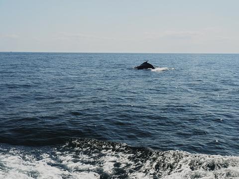 Whale surfacing #2