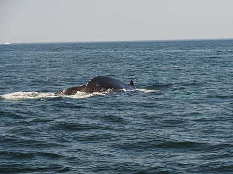 Whale surfacing #3