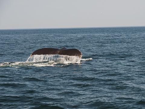 Whale tail #19