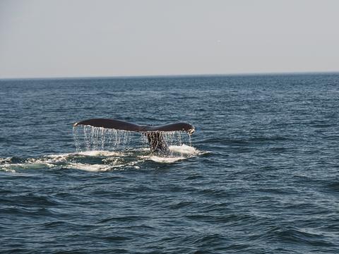 Whale tail #20