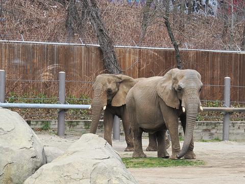 African elephants #3