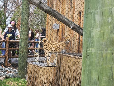 Serval #2