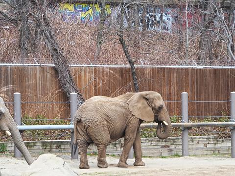 African elephant #6