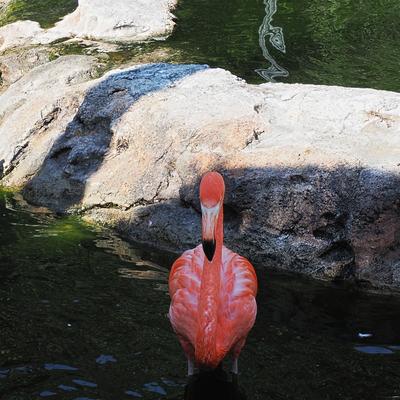 Flamingo