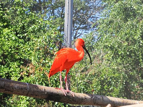 Scarlet ibis #2