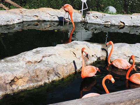 Flamingos #2